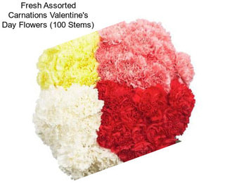 Fresh Assorted Carnations Valentine\'s Day Flowers (100 Stems)