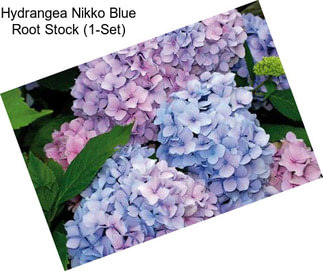 Hydrangea Nikko Blue Root Stock (1-Set)