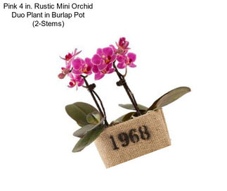 Pink 4 in. Rustic Mini Orchid Duo Plant in Burlap Pot (2-Stems)