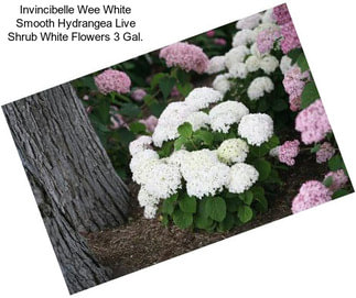 Invincibelle Wee White Smooth Hydrangea Live Shrub White Flowers 3 Gal.