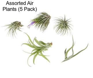 Assorted Air Plants (5 Pack)