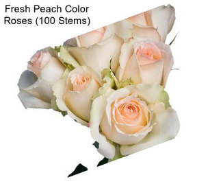 Fresh Peach Color Roses (100 Stems)