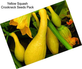 Yellow Squash Crookneck Seeds Pack