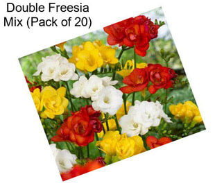 Double Freesia Mix (Pack of 20)