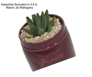 Haworthia Succulent in 4.5 in. Mason Jar Mahogany