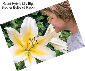 Giant Hybrid Lily Big Brother Bulbs (5-Pack)