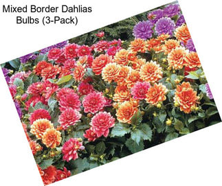 Mixed Border Dahlias Bulbs (3-Pack)