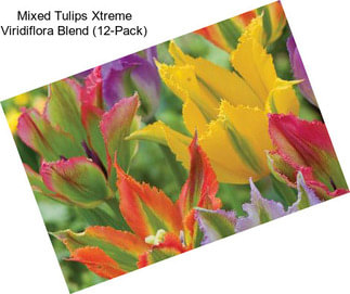 Mixed Tulips Xtreme Viridiflora Blend (12-Pack)