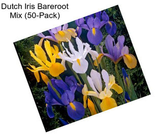 Dutch Iris Bareroot Mix (50-Pack)