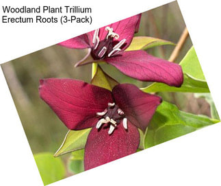 Woodland Plant Trillium Erectum Roots (3-Pack)