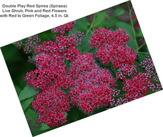 Double Play Red Spirea (Spiraea) Live Shrub, Pink and Red Flowers with Red to Green Foliage, 4.5 in. Qt.