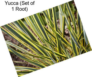 Yucca (Set of 1 Root)