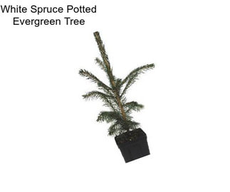 White Spruce Potted Evergreen Tree