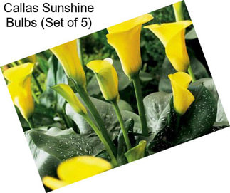 Callas Sunshine Bulbs (Set of 5)