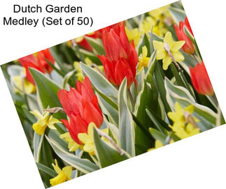 Dutch Garden Medley (Set of 50)