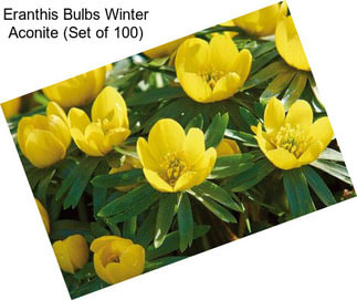 Eranthis Bulbs Winter Aconite (Set of 100)