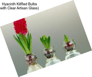 Hyacinth KitRed Bulbs with Clear Artisan Glass)