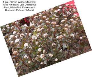 1 Gal. Proven Winners Summer Wine Ninebark, Live Deciduous Plant, White/Pink Flowers with Burgundy Foliage (1-Pack)