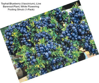 Tophat Blueberry (Vaccinium), Live Bareroot Plant, White Flowering Fruiting Shrub (1-Pack)