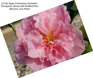 2.5 Qt. Egao Corkscrew Camellia - Evergreen Shrub with Ruffled Pink Blooms, Live Plant