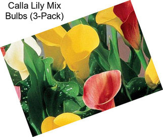 Calla Lily Mix Bulbs (3-Pack)