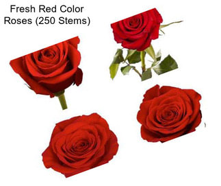 Fresh Red Color Roses (250 Stems)