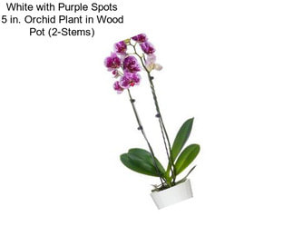 White with Purple Spots 5 in. Orchid Plant in Wood Pot (2-Stems)