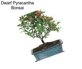 Dwarf Pyracantha Bonsai