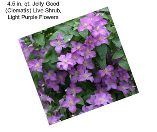 4.5 in. qt. Jolly Good (Clematis) Live Shrub, Light Purple Flowers