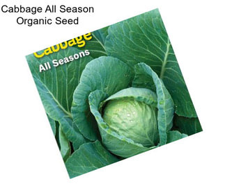Cabbage All Season Organic Seed