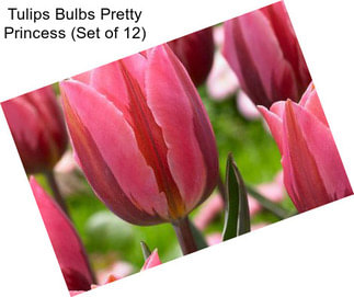 Tulips Bulbs Pretty Princess (Set of 12)