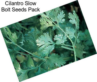 Cilantro Slow Bolt Seeds Pack