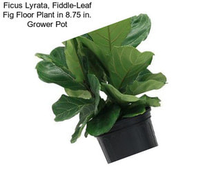 Ficus Lyrata, Fiddle-Leaf Fig Floor Plant in 8.75 in. Grower Pot