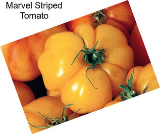 Marvel Striped Tomato