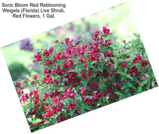 Sonic Bloom Red Reblooming Weigela (Florida) Live Shrub, Red Flowers, 1 Gal.