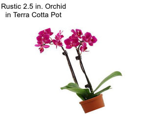 Rustic 2.5 in. Orchid in Terra Cotta Pot