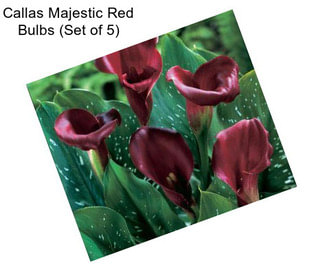 Callas Majestic Red Bulbs (Set of 5)