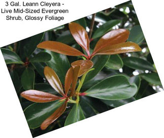 3 Gal. Leann Cleyera - Live Mid-Sized Evergreen Shrub, Glossy Foliage