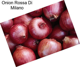 Onion Rossa Di Milano