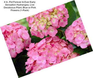 4 In. Pot Forever & Ever Early Sensation Hydrangea, Live Deciduous Plant, Blue or Pink Flowers (1-Pack)