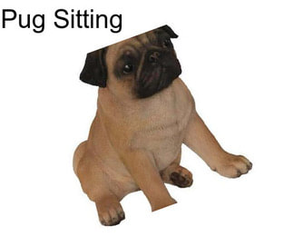 Pug Sitting