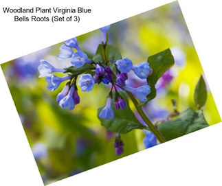 Woodland Plant Virginia Blue Bells Roots (Set of 3)