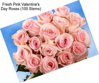 Fresh Pink Valentine\'s Day Roses (100 Stems)