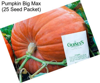 Pumpkin Big Max (25 Seed Packet)