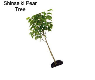 Shinseiki Pear Tree