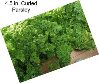 4.5 in. Curled Parsley