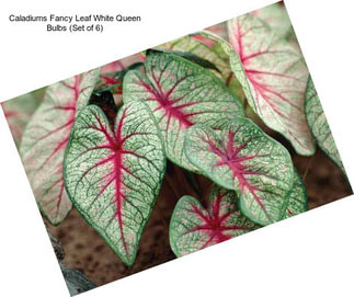 Caladiums Fancy Leaf White Queen Bulbs (Set of 6)