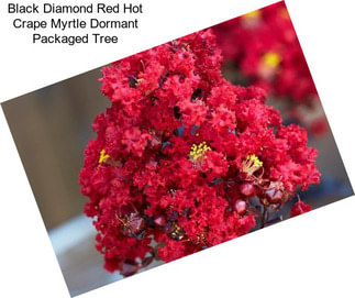 Black Diamond Red Hot Crape Myrtle Dormant Packaged Tree