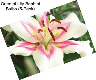 Oriental Lily Bonbini Bulbs (5-Pack)