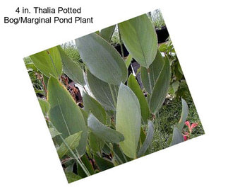 4 in. Thalia Potted Bog/Marginal Pond Plant